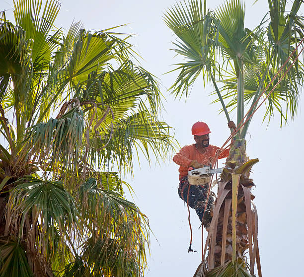 Tree Branch Trimming in Fox Chase, PA